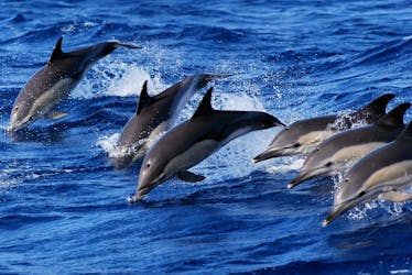 Swimming with dolphins experience in São Miguel